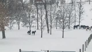 Horse practicing cutting cows on playful foals