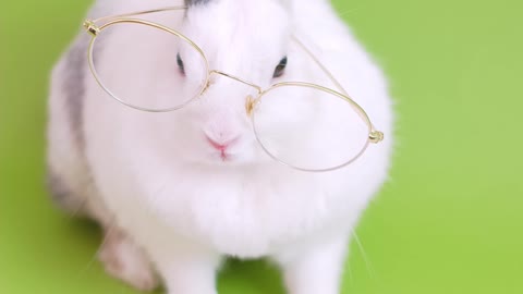 cute rabbit wearing glasses