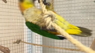 Parrot dances to "Pour some sugar on me!"
