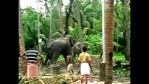 Elephant of India