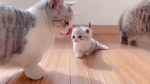 The little Kittens start walking