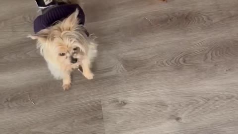 Yorkie puppy annoys her new siblings
