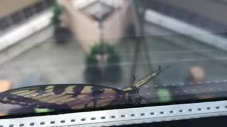 Butterfly on office window