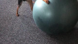 Dog working out