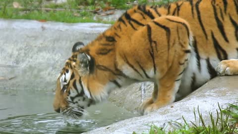 The clever tiger