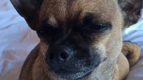 Chihuahua moans to keep herself awake