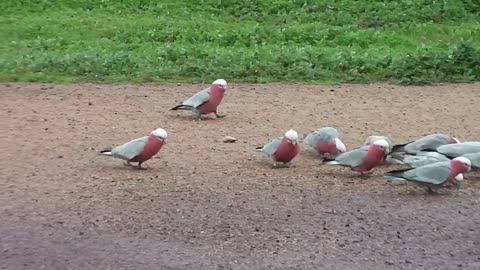 A group of grey and pink galah eating their morning meal