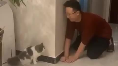 funny cat jump with his owner