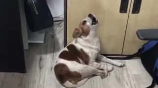 Dog reaction to phone ring 😅😅