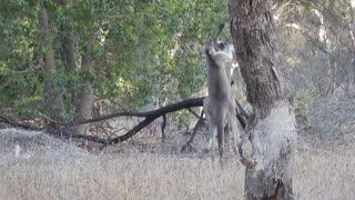 Boxing Kangaroos