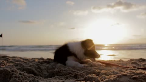 Puppy Dog Palying Beach