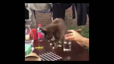 Cat - Who has stolen my glas of water