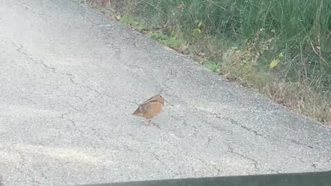 Dancing Bird Owns the Road