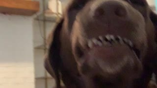 Silly dog delivers goofy smile