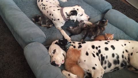 Silly kittens play with sleepy Dalmatians
