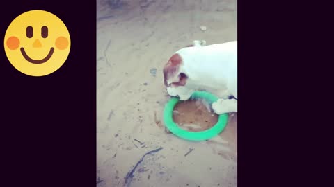 cat funny video