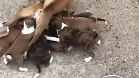 Nursing lot of puppy lift up mommy.mp4