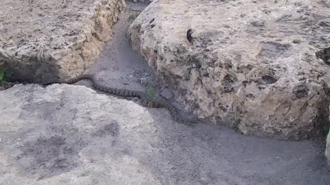 Snake adventure