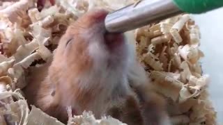 This Tiny Hamster Drinks Its Water In The Most Adorable Way