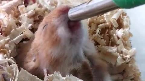 This Tiny Hamster Drinks Its Water In The Most Adorable Way