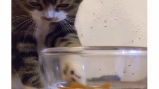 Cat fascinated by toy goldfish, tries to catch it