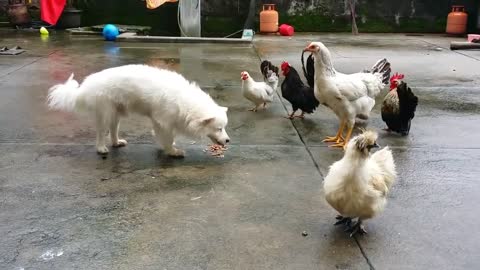 💗💗 funny dog and chicken gang fight animal videos funny💗