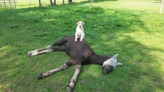 Terrier Loves To Sit On Top Of His New Foal Friend