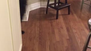 Black dog howls when asked if it had a good walk