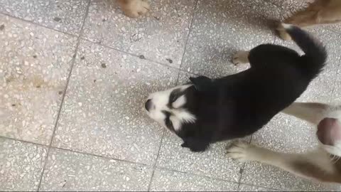 husky and Golden Retriever