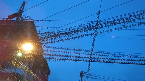 Little birds posing in the street lamps when night comes