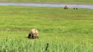 Amazing Brown Bear Feeding On Farm Grass