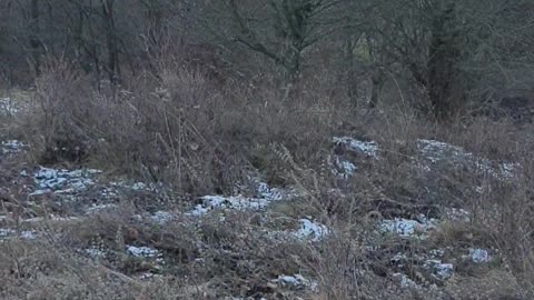 Old sheep winter shelter !