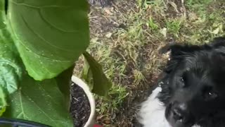Border Collie Loves Playing with Water