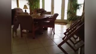 Clever Dog Jumps Over Counter To Get To The Kitchen