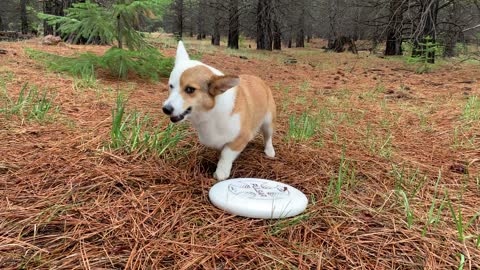 Corgi makes it crystal clear he wants you to throw the firsbee