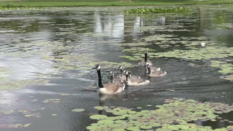 Canada geese with goslings swim in a pond