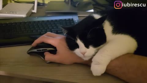 Man documents struggles of working with cats