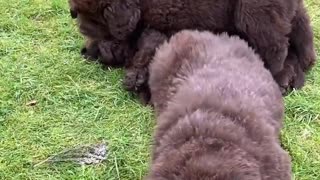 Energetic puppy tries to play with brother while he's napping