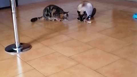 funny cat won't share his food