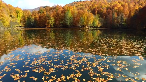 Lake with autumn leaves