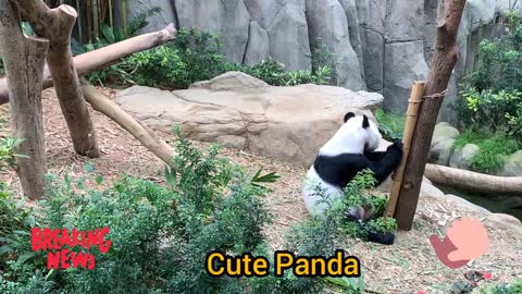 Adorable Panda sitting and playing on a tree