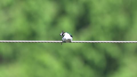 Violet Green Swallow