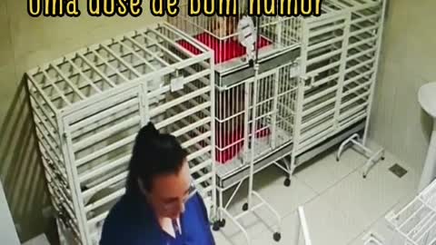 Mujer veterinaria baila a sus perros