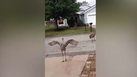 Dance Battle of Cranes