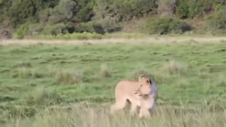 Amazing!!! Rhino Mom Teaches Hungry Predator To Save Her Baby Lion Elephant Hyenas vs Rhino