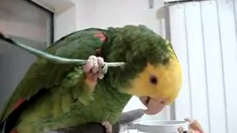 Wow cut parrot caresses itself