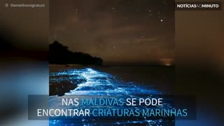 "Mar de Estrelas" existe nas Maldivas