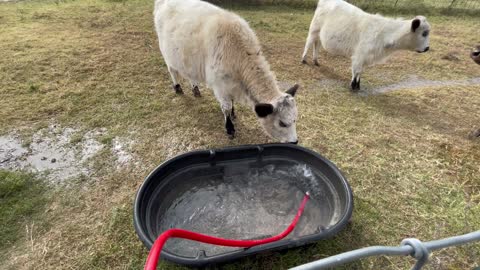 Cows Ready for a Drink