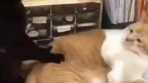 funny pets ever