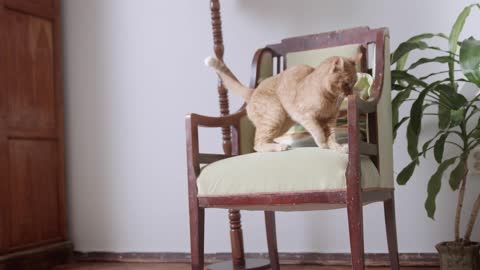 A cat hopping on a chair